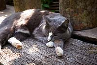 Silvy the cat, asleep on a bench