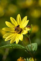 Bee on Helianthus 'Lemon Queen' AGM