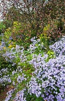 Aster cordifolius 'Little Carlow' growing under Prunus padus 'Colorata' at Glebe Cottage with rudbeckia and Helianthus 'Lemon Queen'