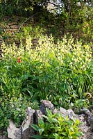 Thermopsis caroliniana - Carolina Lupin in spring border - Mill Dene, Gloucestershire