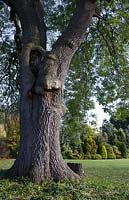 Fraxinus excelsior, one of the largest ash trees in Hertfordshire - Hopleys Garden Centre, Much Hadham