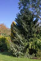 Picea breweriana - Brewers Weeping Spruce at Hopleys Garden Centre, Much Hadham, Hertfordshire