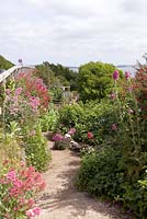 Raised beds on coastal allotment, Mousehole, Cornwall, Early summer