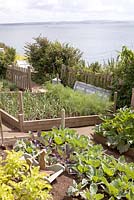 Raised beds with lettuce, potatoes, leeks, cabbages, courgettes, wooden vegetable trug - Coastal allotment, Mousehole, Cornwall