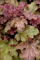 Heuchera 'Ginger Peach'