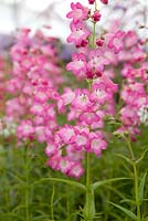 Penstemon 'Tayberry Ice'