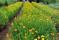 Rows of Calendula officinalis growing as a crop for the cosmetics industry - Dr Hauschka,  Germany