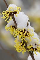 Hamamelis mollis with snow 