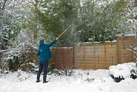 Knock off snow cover weighing down Phyllostachys niger, black bamboo