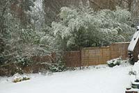Snow falling in garden - Weighing down black bamboo, Phylloctachys niger