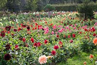 Collection of Dahlias for cutting, September - Withypitts Dahlias, Sussex