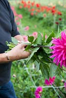 Demonstration of cutting Dahlias, September - Withypitts Dahlias, Sussex