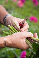 Demonstration of cutting Dahlias, September - Withypitts Dahlias, Sussex