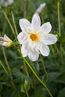 Collarette seedling produced by owner, September - Withypitts Dahlias, Sussex