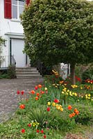 Yellow and red tulips in front garden with Acer platanoides 'Globosum' - Ball Maple