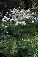 Viburnum plicatum 'Thunberg's Original', Lamprocapnos spectabilis 'Alba' and Hosta fortunei 'Francee'