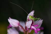 Grasshopper on Orchis militaris
