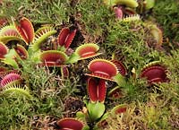 Dionaea muscipula - Venus Flytrap 