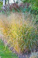 Panicum virgatum 'Rehbraun'