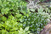 Mixed green foliage - summer border 