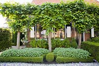Front garden with pleached lime trees
