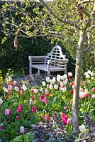 Wooden bench in Spring garden. Tulipa 'Jazz', 'Synada Amor', 'Page Polka', 'Christmas Dream' and 'Flaming Purissima'