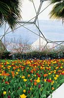 Planting of mixed tulips inside the Warm Temperate Biome with view to outside - The Eden Project, St Austell, Cornwall, UK