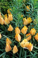 Tulipa batalinii 'Yellow Jewel', April