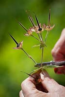 Collecting seed from Geranium Eriostemon