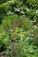 Corner of a summer border at Glebe Cottage. Cornus 'Norman Hadden', Astilbe 'Fanal', Knautia macedonica, Astrantia major, Rosa 'Little White Pet', Alchemilla mollis, Fuchsia magellanica 'Versicolor' and Athyrium filix-femina