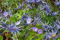 Eryngium bourgatii Blue Form with Geranium wallichianum 'Buxton's Variety' syn. 'G. 'Buxton's Blue'
