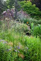 The hot border at Glebe Cottage with Crocosmia, Ricinus communis, Hedychiums, Molinia and Cotinus