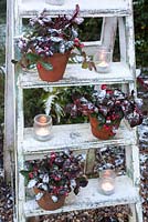 Gaulteria procumbens - Wintergreen displayed on ladder in pots with tealights