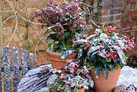 Winter containers with Skimmia Reevisiana, Skimmia japonica, Gaulteria procumbens with moss and cones