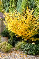 Autumnal garden with Buxus, Hakonechloa macra and Hamamelis intermedia 'Arnold Promise'
