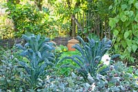 Brassica oleracea in kitchen garden
