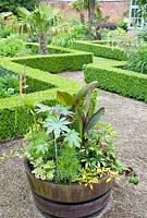 Half barrel planter with tender plants in exotic garden at Abbeywood gardens, Cheshire