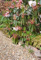 Rhododendron 'Loderi King George' and Epimedium in spring bed by gravel path