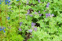 Corydalis 'Craigton Blue' and Geranium phaeum 'Margaret Wilson'