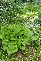 Spring growth of Hosta including 'Orange Marmalade' with Claytonia sibirica - Pink Purslane