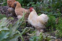 Chickens and Pekin Bantams in an organic vegetable garden in October
