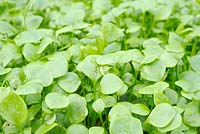 Montia perfoliata - Self seeded Winter Purslane growing under plastic in February, Wales.