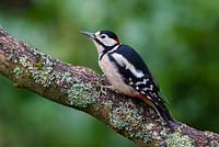 Greater spotted woodpecker - Dendrocopos major on tree branch
