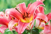 Lilium 'Satisfaction' - Oriental Hybrid Lily, July