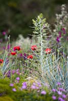 Papaver rhoeas mingling with Ptilostemon diacantha in a gravel garden planted to attract wildlife