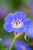 Geranium 'Rozanne' AGM - Cranesbill