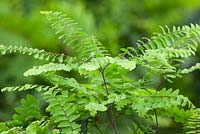 Adiantum pedatum 'Imbricatum' - Western Maidenhair fern