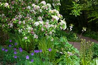 Geranium and ferns growing at the foot of Malus x zumi 'Golden Hornet' AGM - Crab apple. Geranium clarkei, Purple-flowered Group, 'Kashmir Purple'