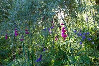 Gladiolus communis subsp. byzantinus and aquilegia in the shade of a willow at Glebe Cottage