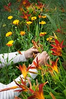 Carol Klein deadheading Hemerocallis 'Stafford' with Calendula 'Indian Prince' in the background